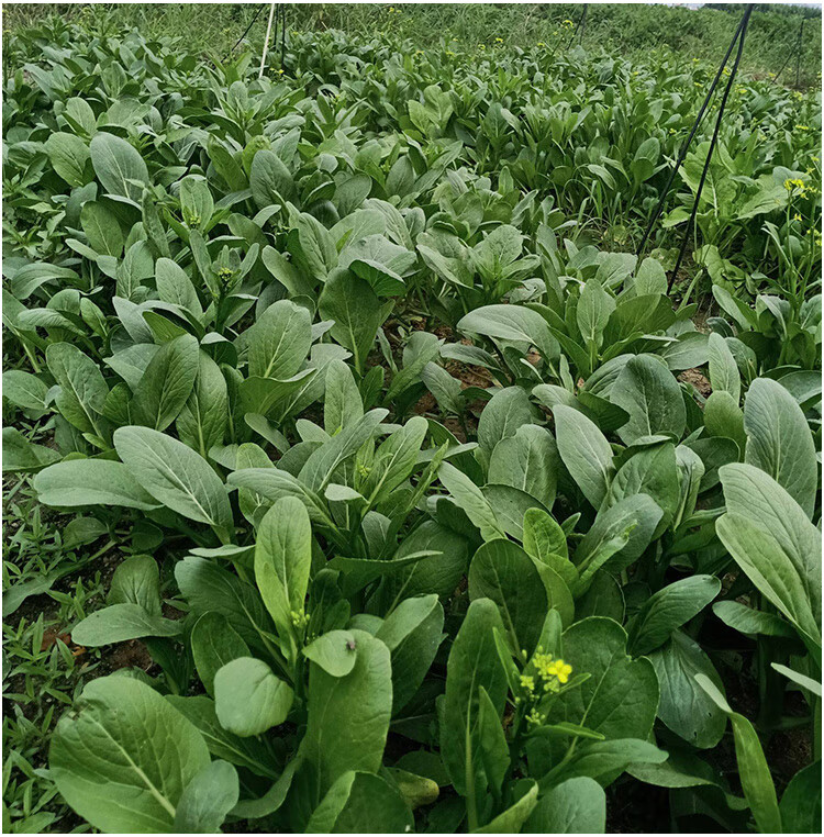 四季春季蔬菜菜种孑大全油青宁夏尖叶甜菜心种子广东四九菜心种籽400
