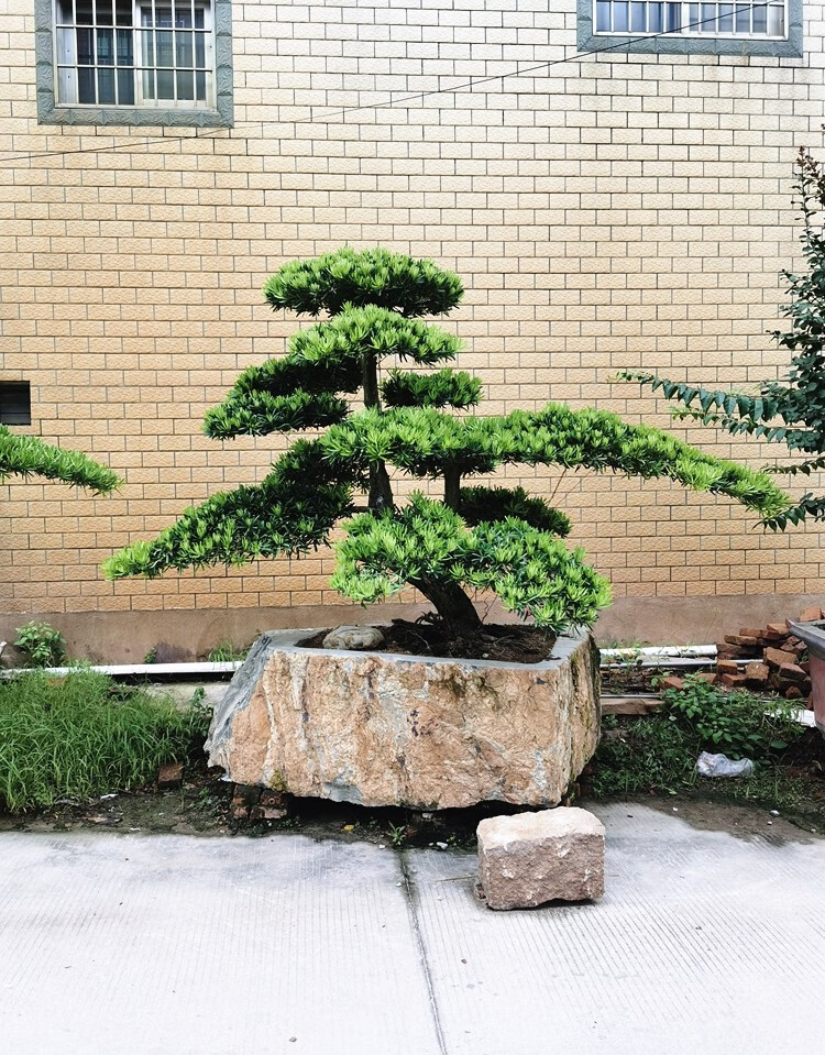 多瑙梦大型罗汉松园艺盆景树桩盆栽植物四季常青绿植庭院台湾金钻迎客