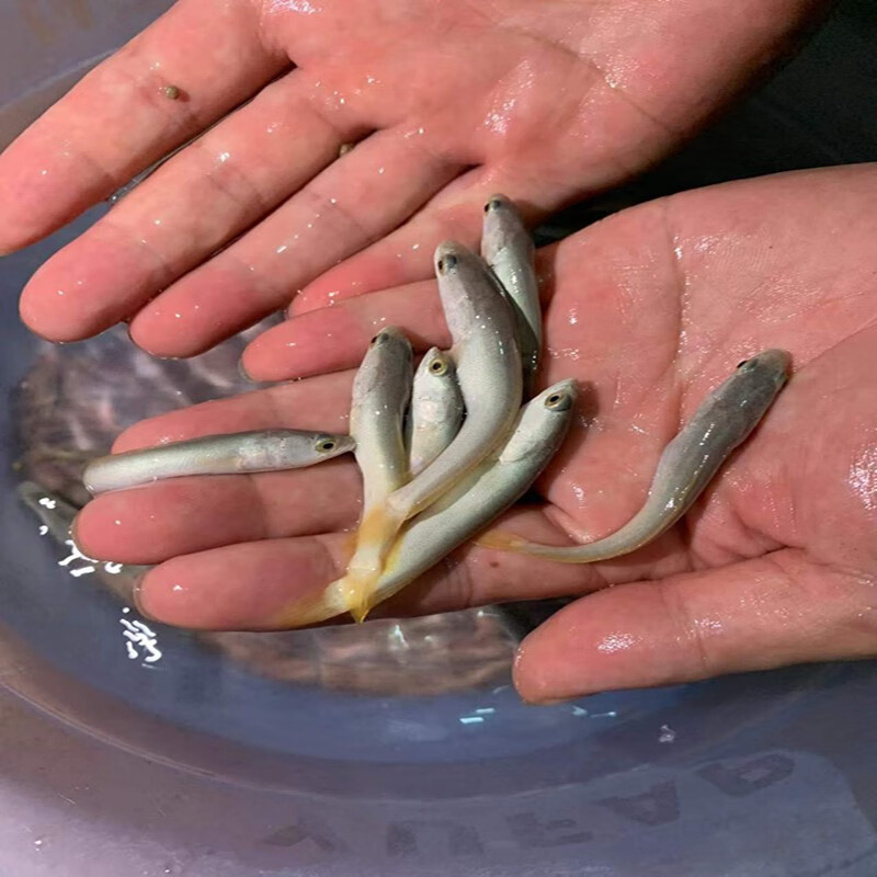 白乌鱼鱼苗批发黑鱼 白甲雷龙 淡水鱼凶猛鱼 乌鱼苗 养殖白金雷龙