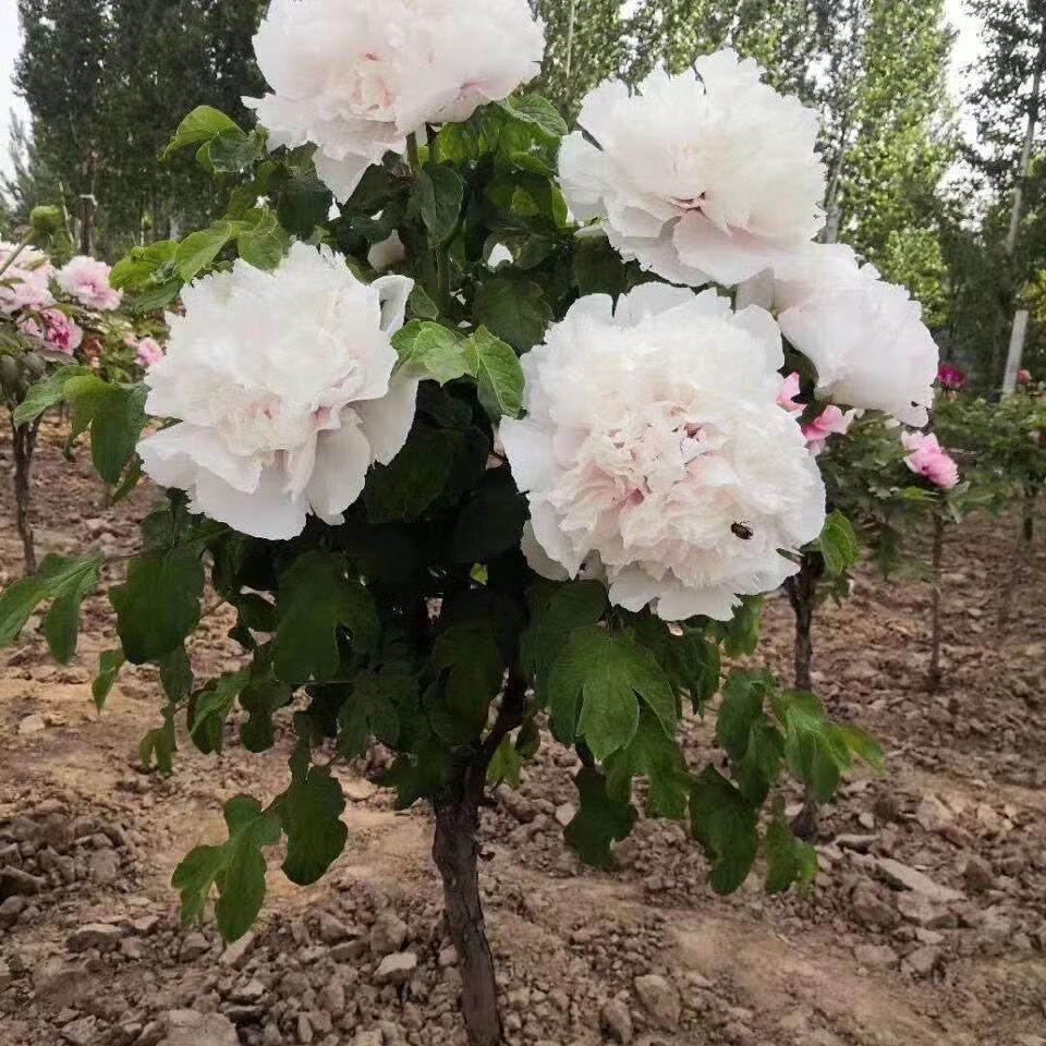 牡丹王庭院重瓣绿植花卉地栽盆栽菏泽独杆牡丹姚黄独杆6年苗不含盆