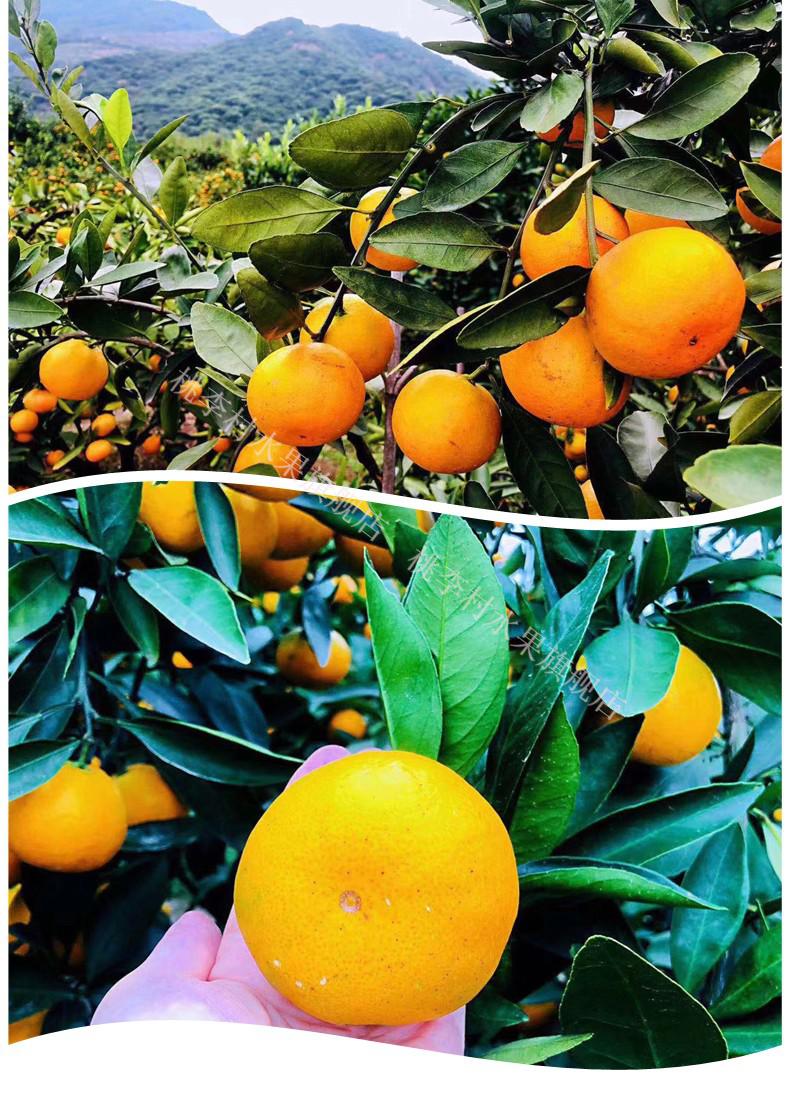 黄岩蜜桔品种有哪些(黄岩蜜桔品种有哪些种类)