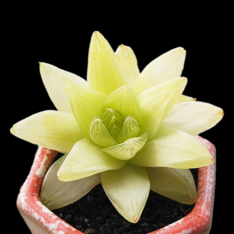 花友玉露姬寿多肉大窗冰灯玉露水晶寿室内盆栽 巨大赤线4-6cm 裸根不