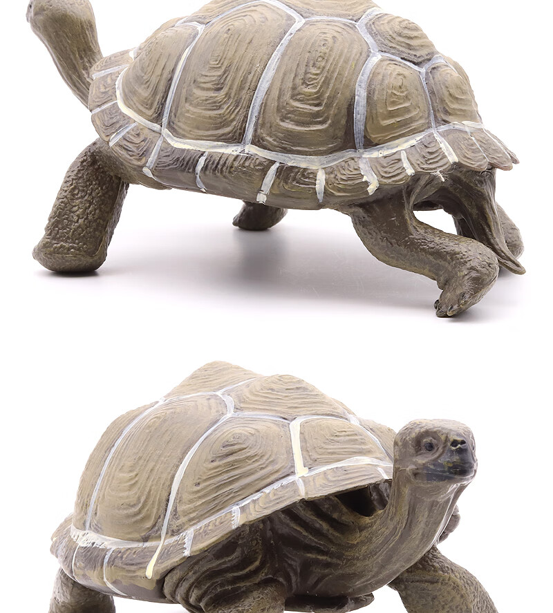 迷铭乐象龟仿真野生象龟乌龟模型加拉帕戈斯陆龟草龟陆地爬行动物儿童