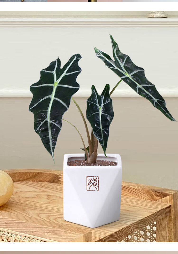 大仙女小仙女海芋竹芋室内盆栽桌面黑叶观音莲非洲面具绿植物网红大