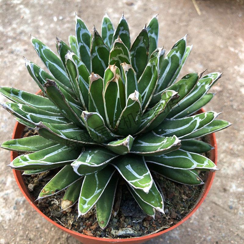 元井汇吉祥冠锦龙舌兰世之雪王妃雷神 五色万代多肉植物室内盆栽 王妃