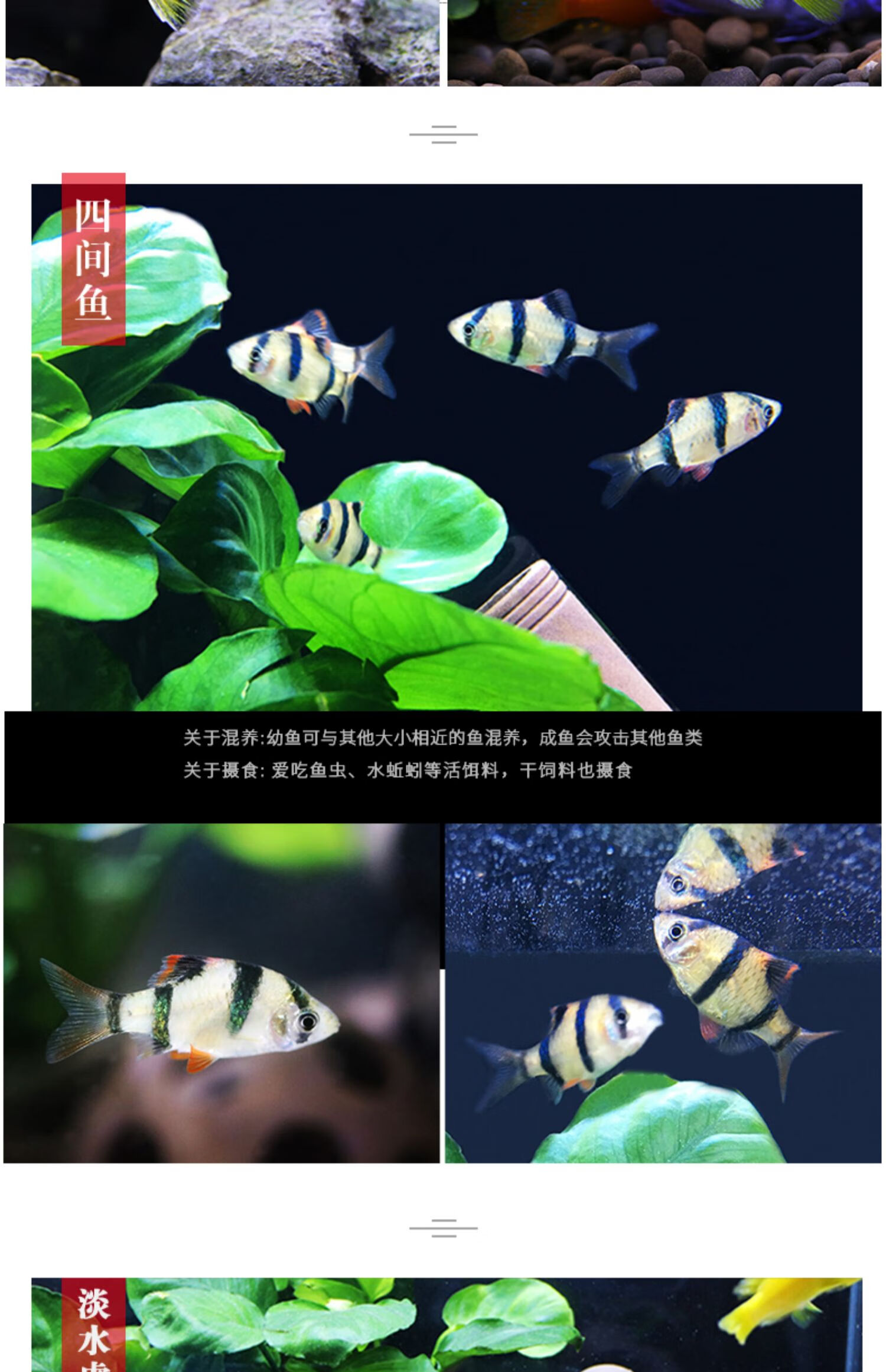 三湖慈鲷非洲王子活体 四间鱼十间鱼虎皮鱼淡水虎鲨鱼观赏鱼活体 雪雕