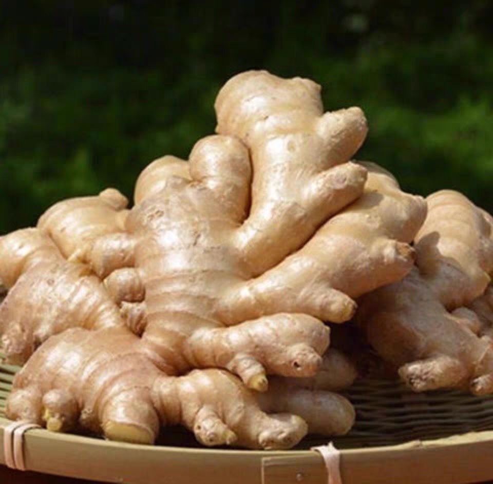 山东特产大黄姜生姜现挖现发大块姜老黄姜月子姜新鲜出口级老姜收藏