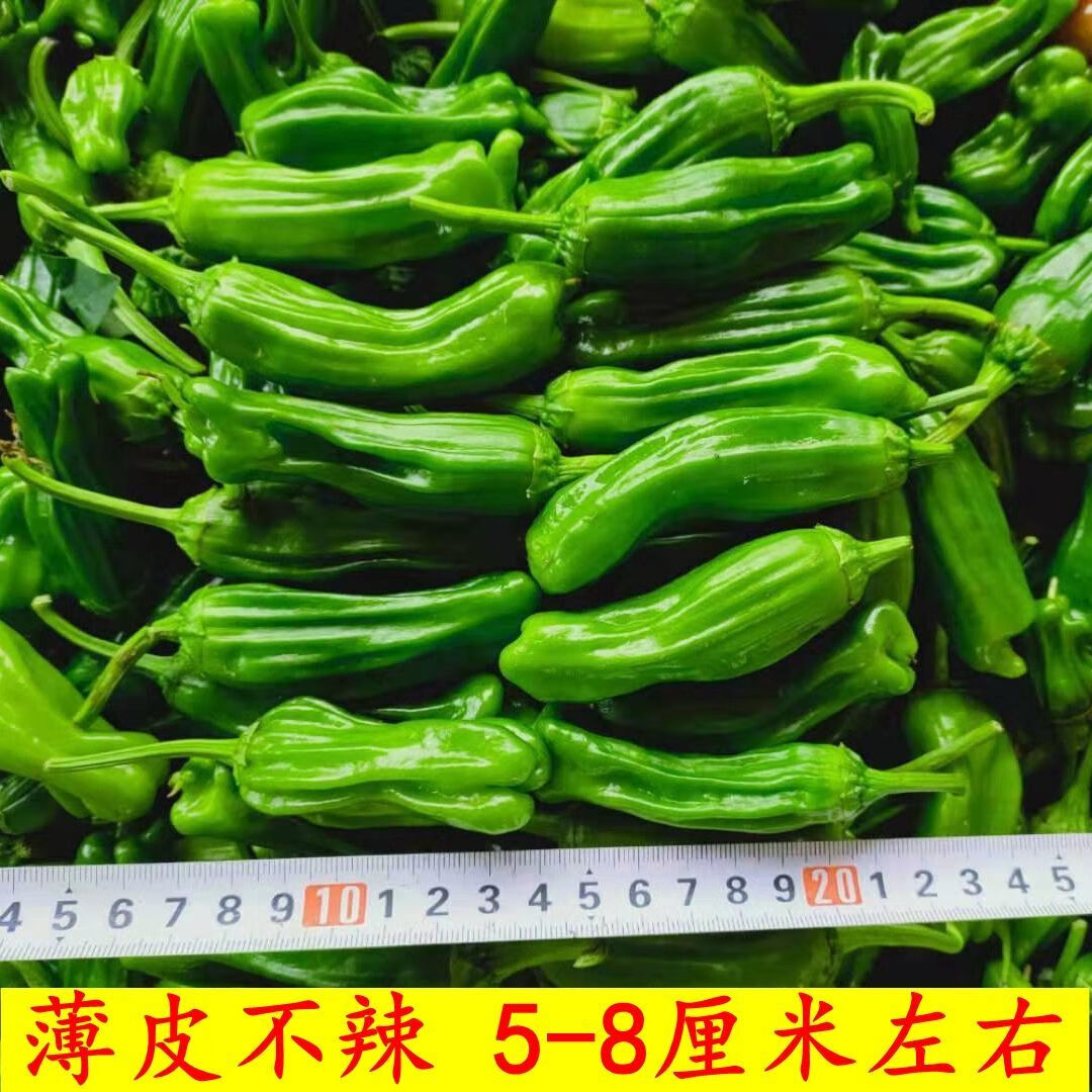 小辣椒新鲜腌制辣椒薄皮小青椒不辣皱皮虎皮辣椒批发现摘新鲜蔬菜