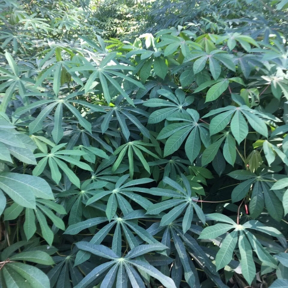 现采现发木薯叶 南洋薯叶 树薯叶 木番薯叶(新鲜) 1000g【图片 价格 