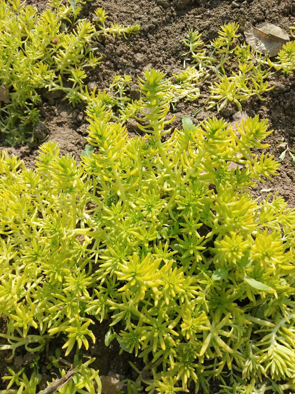 佛甲草垂盆草屋顶庭院花卉绿化种子苗盆栽坪楼顶隔热多肉植物佛甲草2