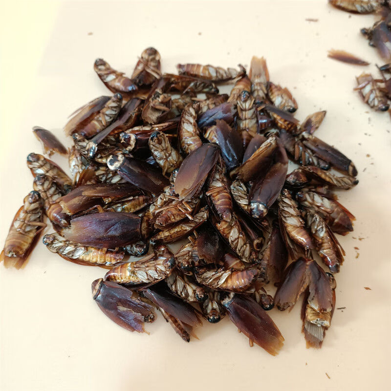 蟑螂干 中药材美洲大蠊 干蟑螂金龙鱼饲料蟑螂粉精粉家用药用 蟑螂干