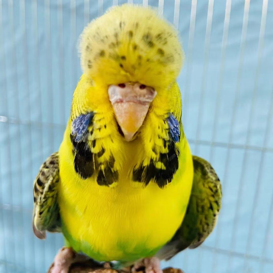 ajaj欧血大头蘑菇头虎皮宠物观赏活体网红鹦鹉手养可教说话雏鸟活鸟类