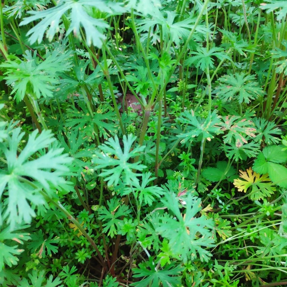 老鸛草鴨腳老鸛草鴨腳草五葉草老貫筋老鸛嘴草幹 全草(幹250克)【圖片