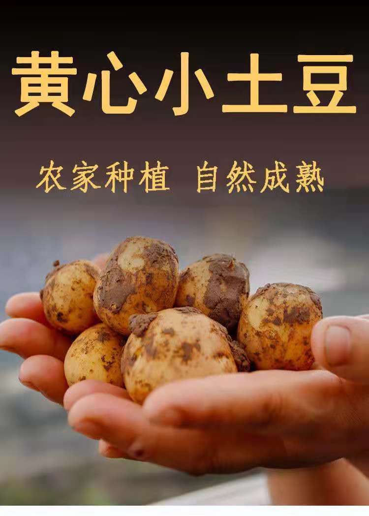恩施富硒土豆【鸡蛋大小】 9-9