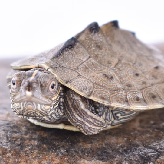网红萌宠【地图龟】密西西比地图龟苗黑瘤宠物活物观赏活体深水龟大小