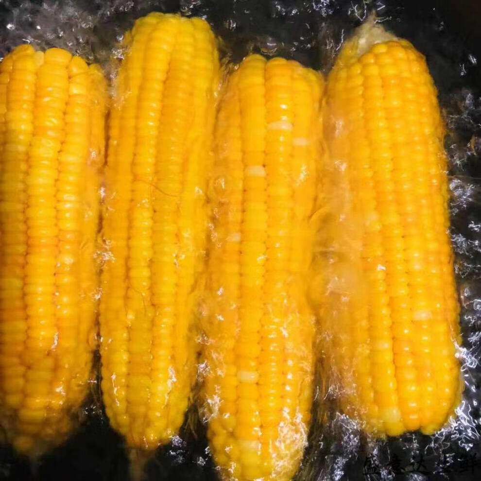 新鲜老式笨玉米农家自种黄玉米老玉米生苞米笨棒子真空包装10根大果
