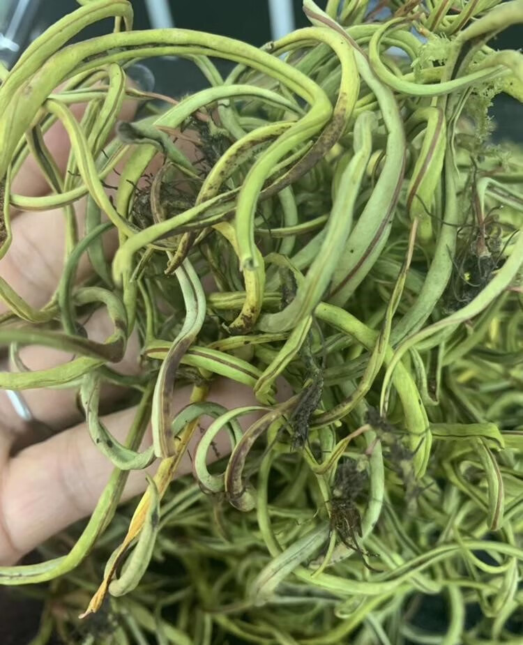 新货草500g始于老挝肾精茶非猫须草中原材料野外生石韦