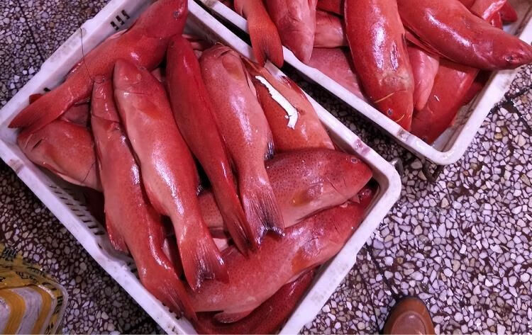 冰鲜东星斑海鲜海南深海鱼活冻燕尾红东星斑新鲜鱼类年货送礼冷冻 冰