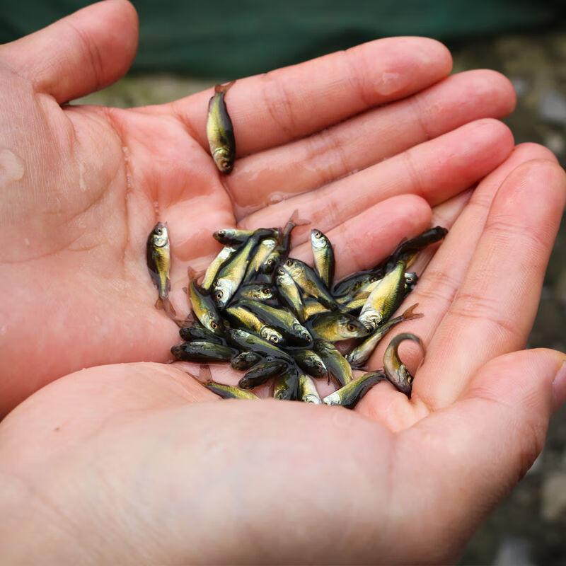 荣郁裸鲤鱼苗淡水好养耐活裸斑无鳞无甲鲤鱼苗稻田养殖食用鲤鱼苗包活