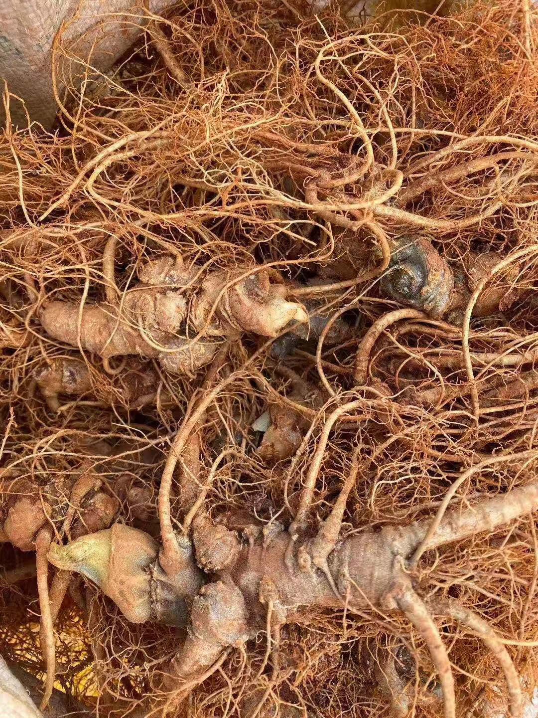 三七根新鲜三七云南文山鲜田七现挖20头30头40头鲜煲汤泡酒料6头6个