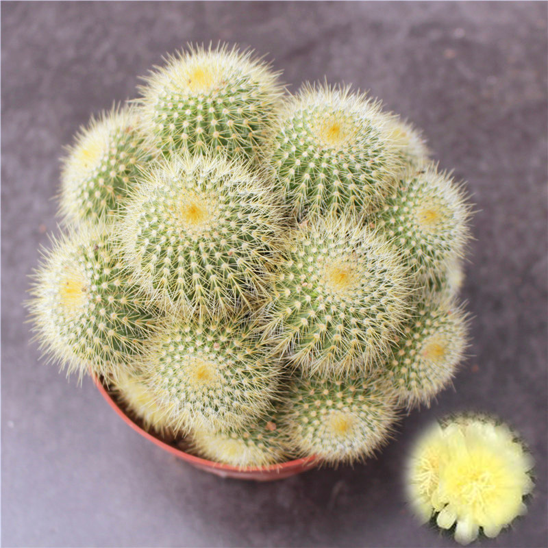 群生仙人球组合多头紫丽丸新手套餐办公室小盆栽防辐射开花大植物