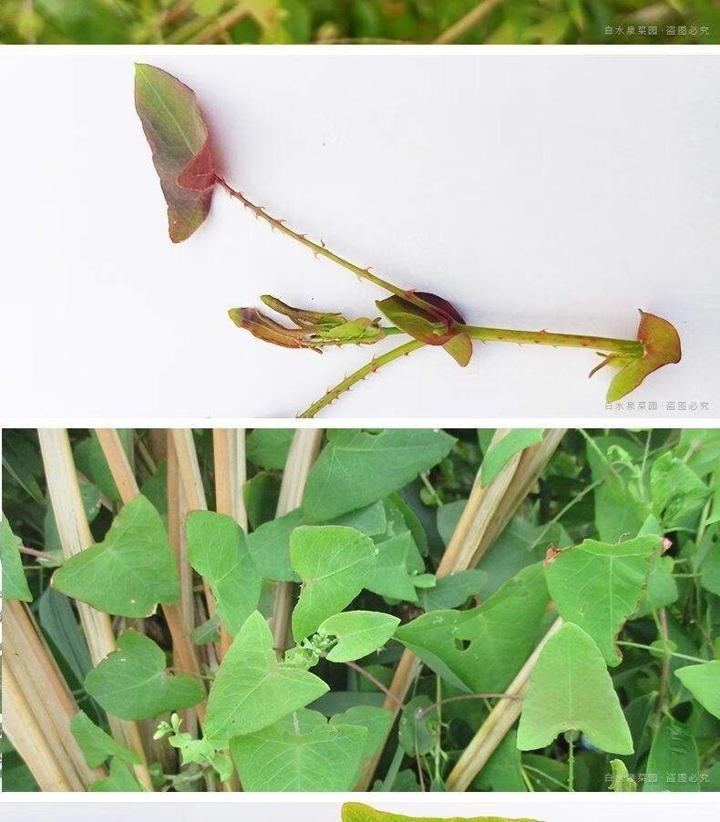 伟博伟博杠板归新鲜蛇倒退现挖河白草刺头犁老虎利猫爪刺蛇牙草冰袋