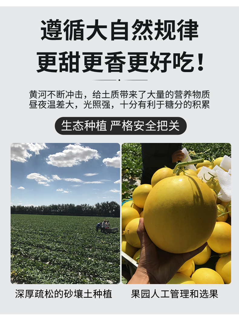 现摘现发陕西黄河蜜瓜甜瓜黄金蜜瓜香瓜应季生鲜新鲜水果黄金蜜瓜带箱