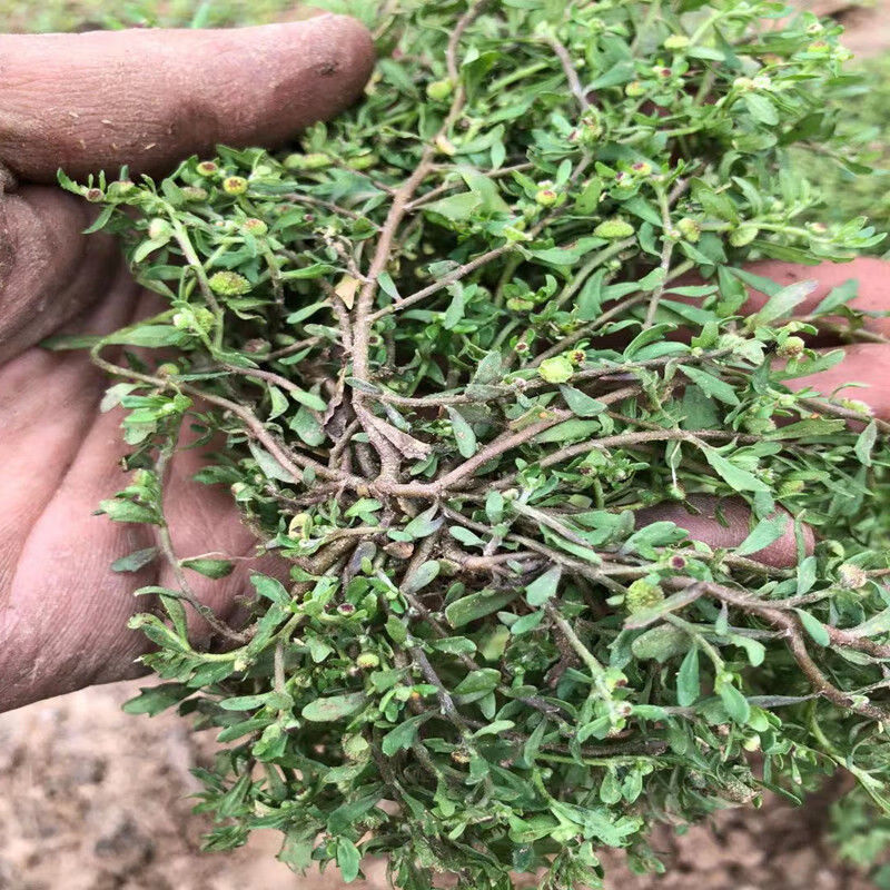 伟博野生新鲜鹅不食草石胡荽种子鸡肠草鹅不吃草干品打粉中药材 干品