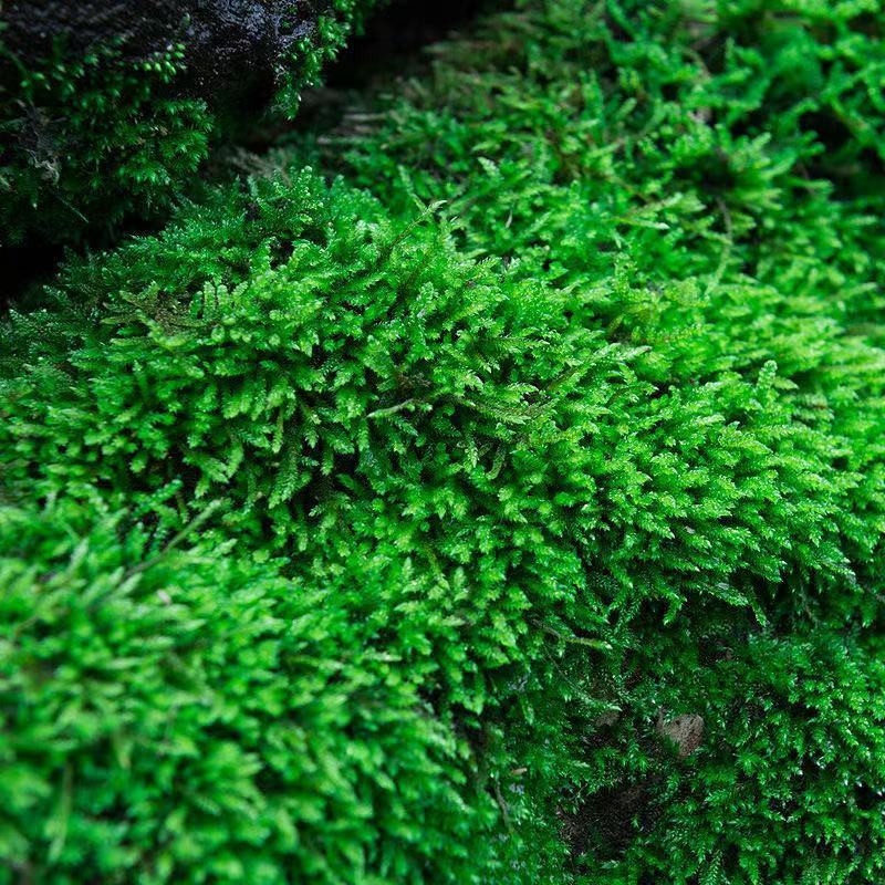 精选直发短绒苔藓朵朵白发微景观材料植物鲜活青苔藓水陆缸盆景铺面
