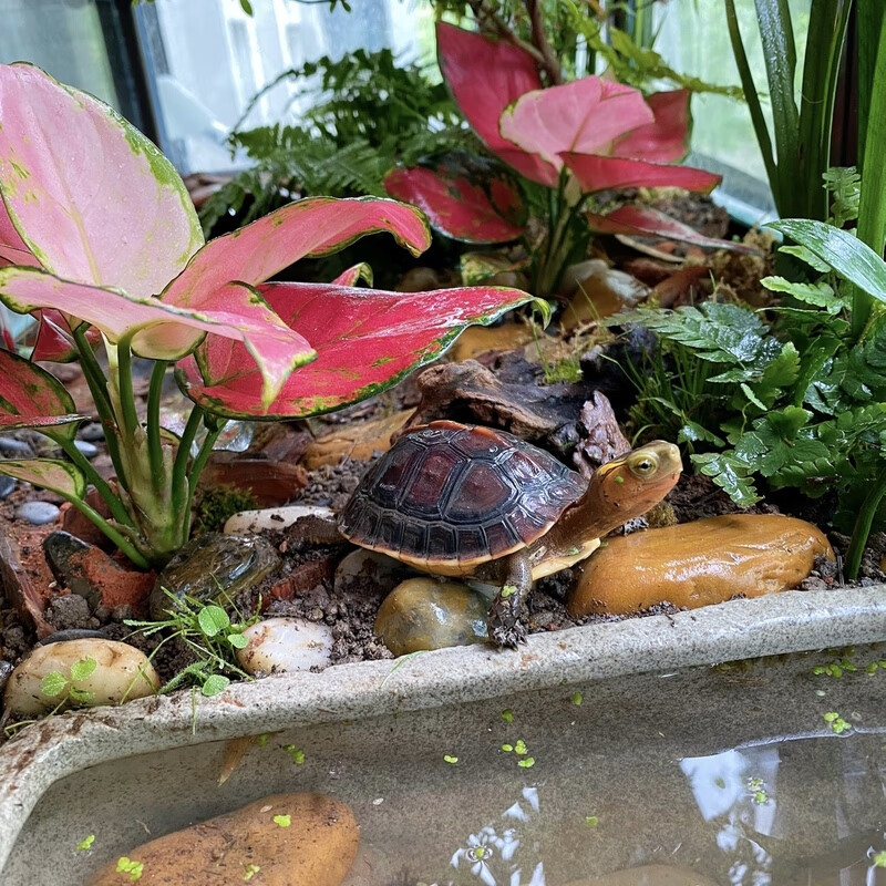 黄缘龟专用缸安缘台缘闭壳乌龟生态养殖箱半水龟饲养环境植物造景 160