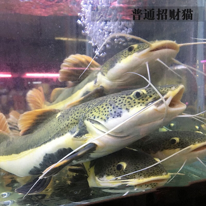 jypet招財貓魚活體紅尾招財貓黃金招財貓熱帶觀賞魚 普通招財貓12-13