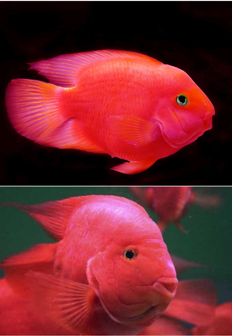 红鹦鹉鱼活鱼热带观赏鱼元宝鹦鹉鱼发财鱼财神鹦鹉鱼起头血鹦鹉鱼1012