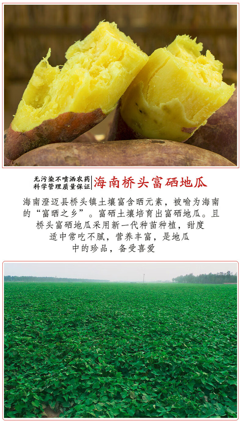 生鲜热带水果蔬菜 粗粮杂粮健康饮食 桥头地瓜精选净重5斤【图片 价格
