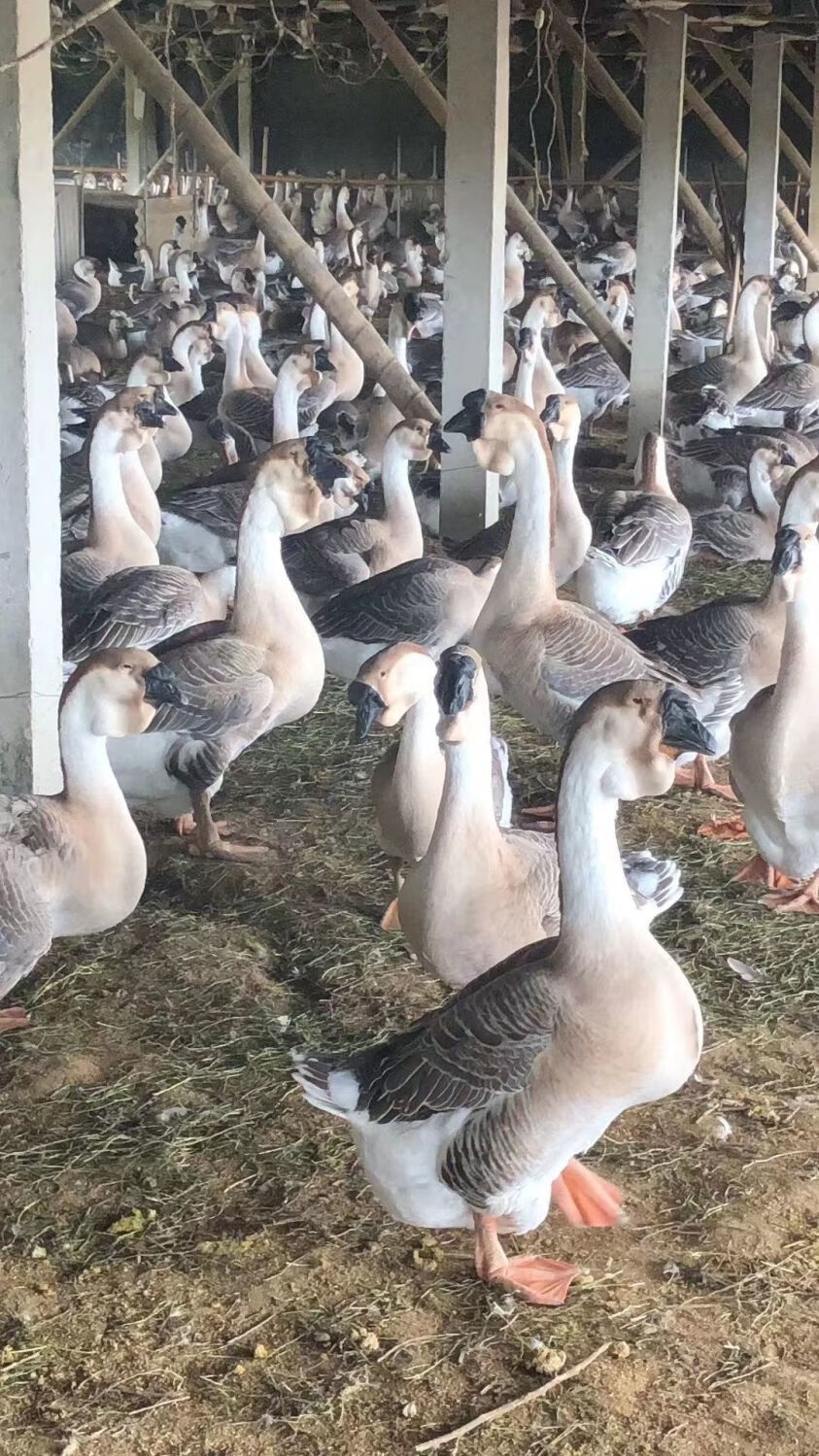 汕頭鵝苗巨型灰獅頭鵝苗活體鵝澄海特大正宗獅頭鵝大鵝小鵝苗包活