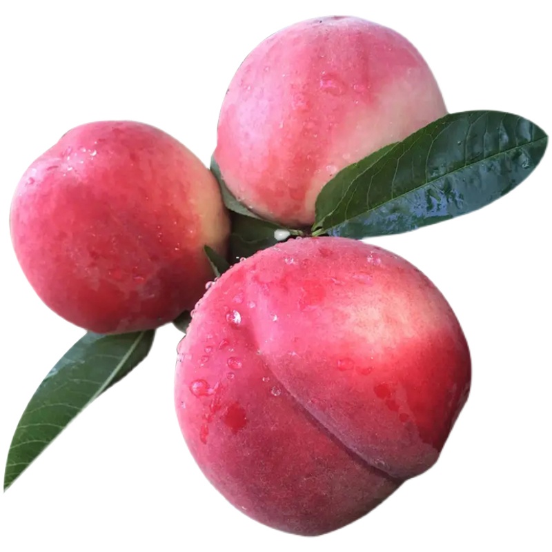 (预售)现摘新鲜桃子红美人水蜜桃脆桃毛桃当季孕妇水果 1斤 【三级