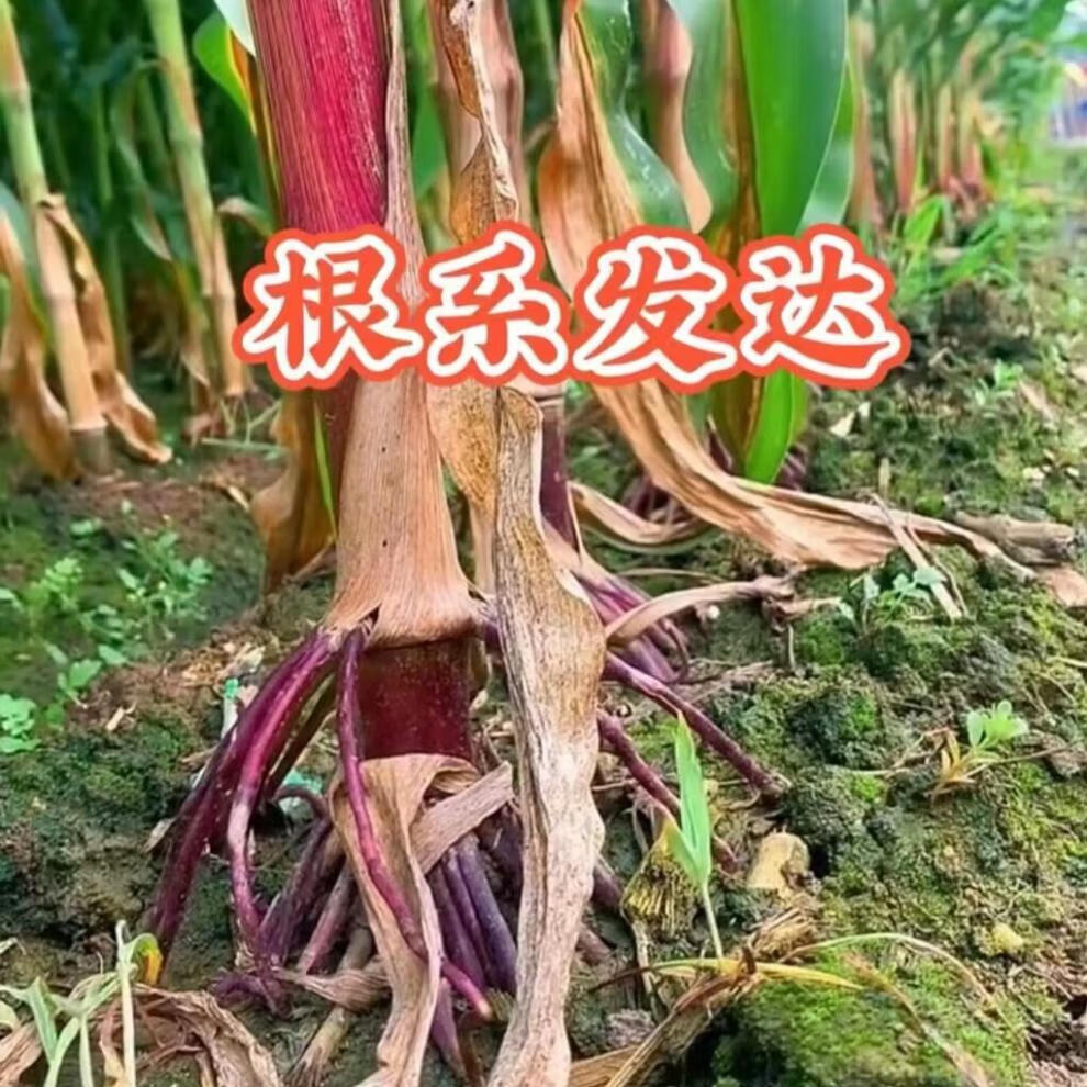 细辛东单1331玉米种子高产大棒矮杆抗旱抗涝抗倒红轴马牙6000粒1.