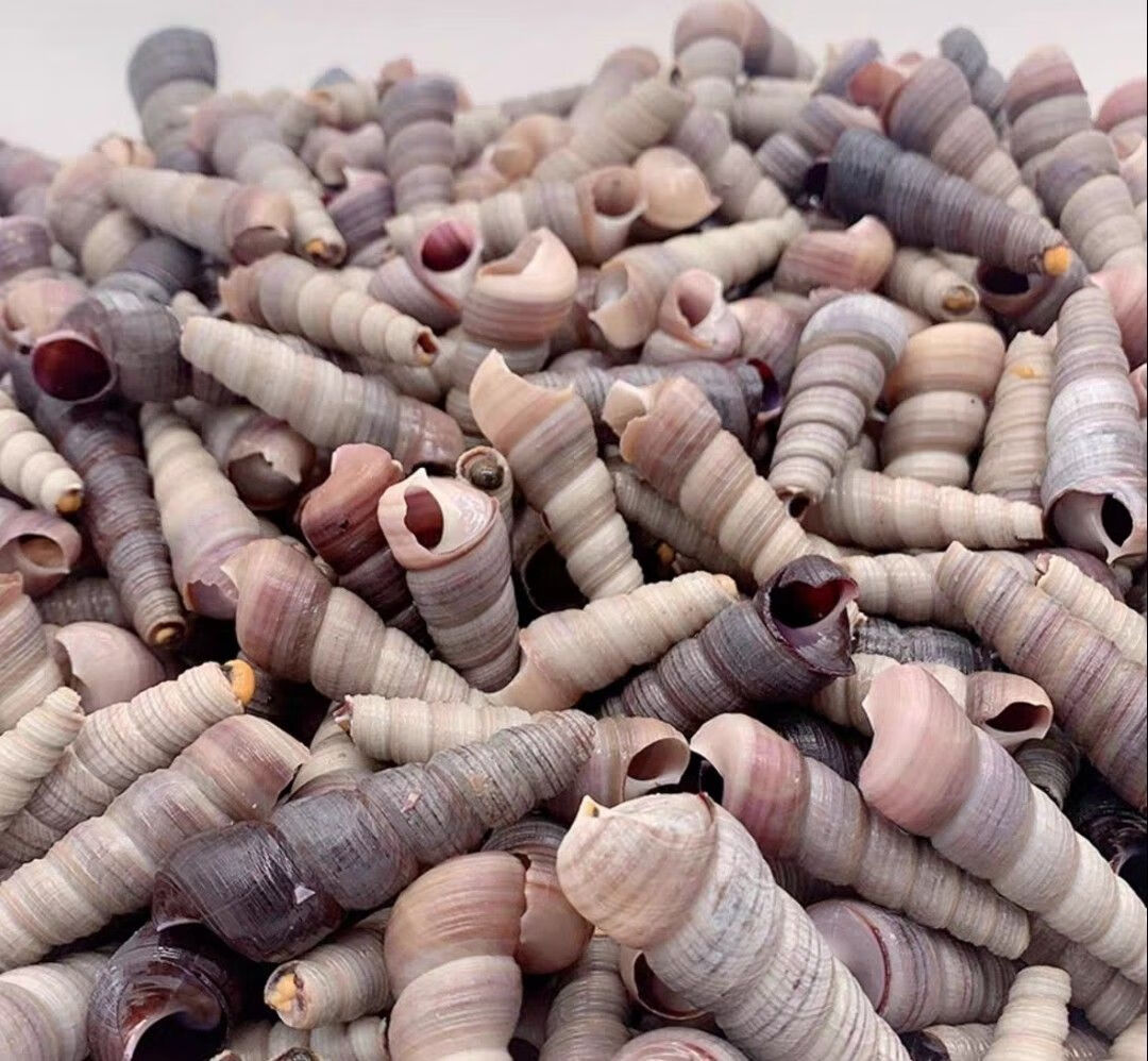 鲜活钉螺去尾免处理新鲜海螺丝钉螺海鲜水产丁螺海鲜炒料 去尾钉螺2斤