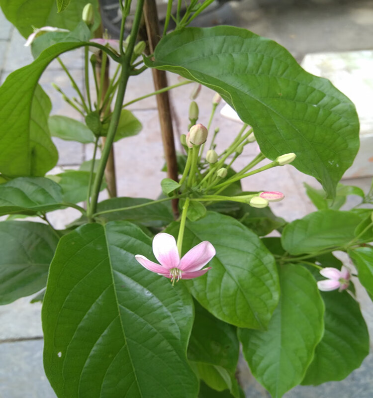 使君子花苗 五彩夜来香水君子 庭院阳台爬藤植物浓香藤本花卉树苗sm