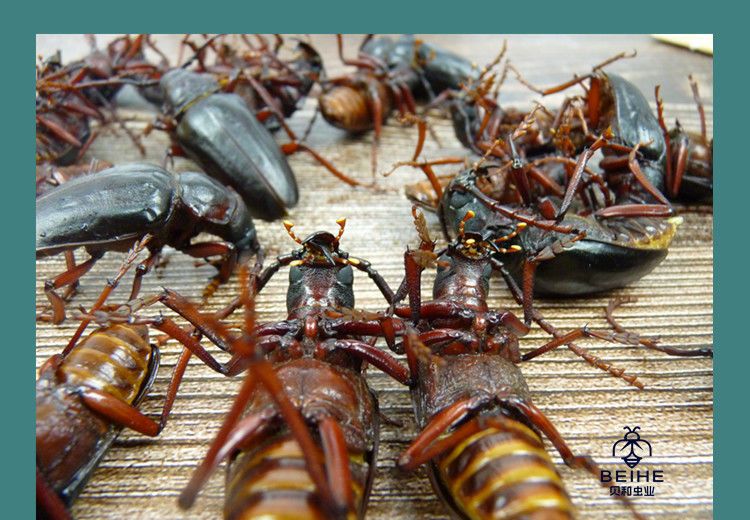 野生山山牛山水牛食用昆虫山虫牛公母水牛子生鲜冷冻运输沂蒙特产