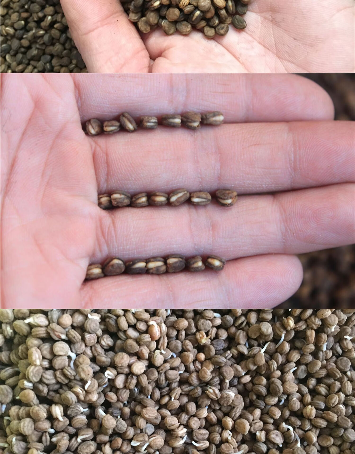 长白山新鲜人参人参苗人参种子西洋参种子林下参种子野山参种子野山参