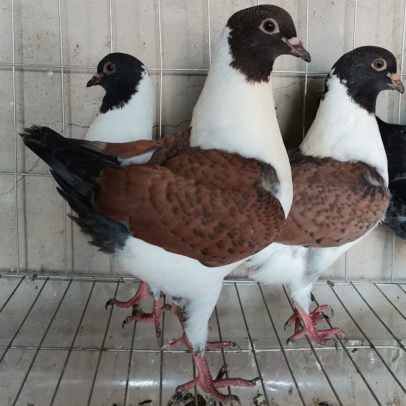 鴿子活物一對觀賞鴿種鴿摩登鳳尾淑女兩頭烏大全精品短嘴批發 一對