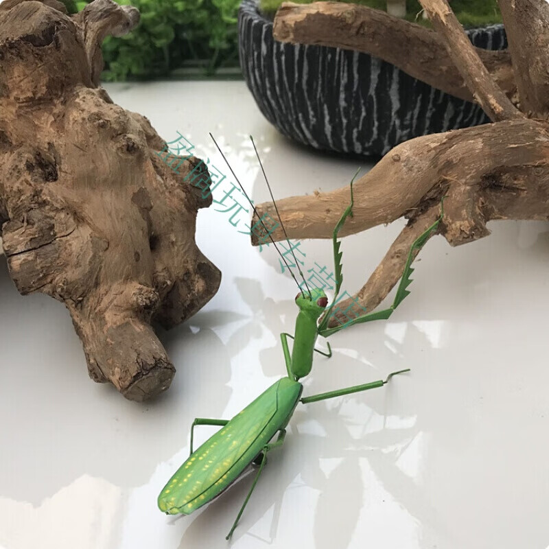 仿真蚂蚱仿真蝈蝈蛐蛐螳螂蚂蚱天牛模型泥塑工艺品园艺盆景装饰昆虫