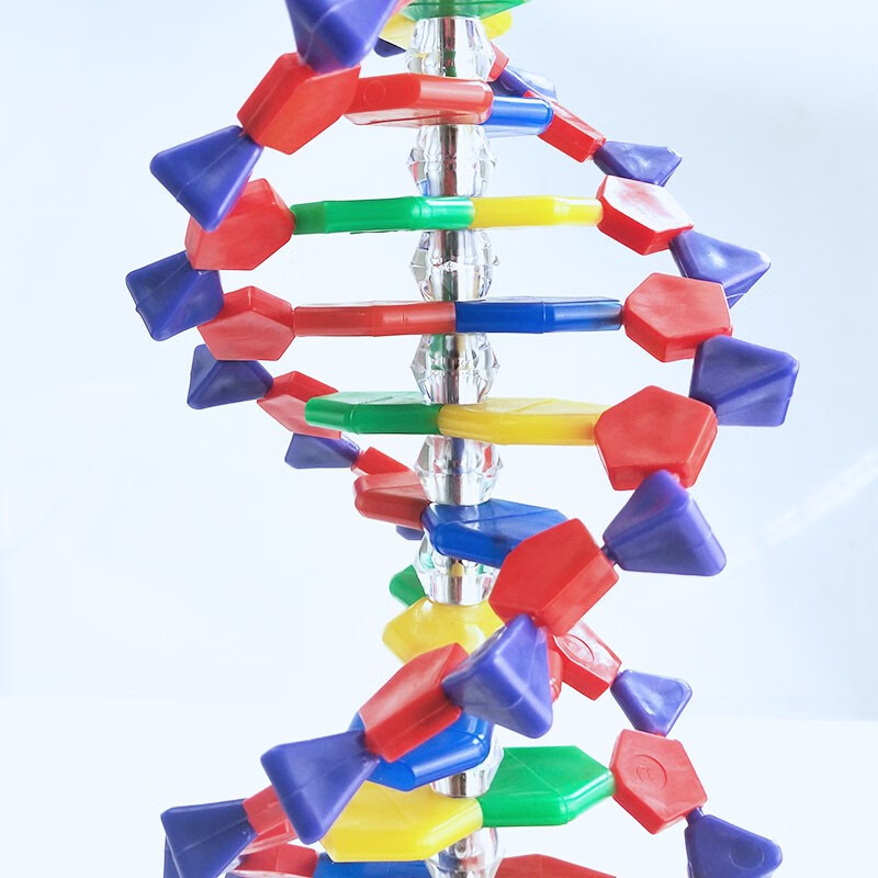 沪教dna双螺旋结构模型 高中生物遗传基因鸟嘌呤腺嘌呤胞嘧啶胸腺脱氧