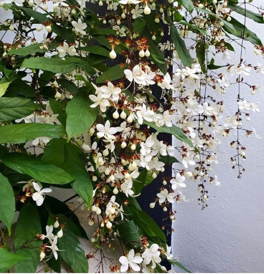 黎秋科 荷兰进口垂丝茉莉花卉盆栽垂枝茉莉花苗四季开花大苗好养易活