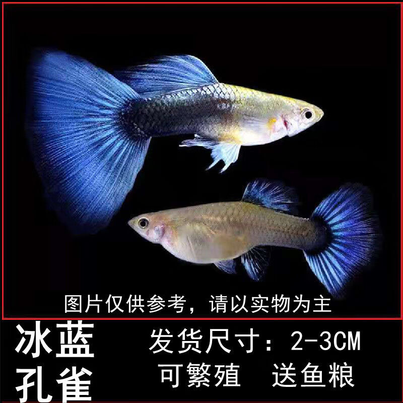 孔雀鱼凤尾鱼小型鱼淡水鱼纯种孔雀鱼清道夫活体好养-b 精品孔雀(母)5