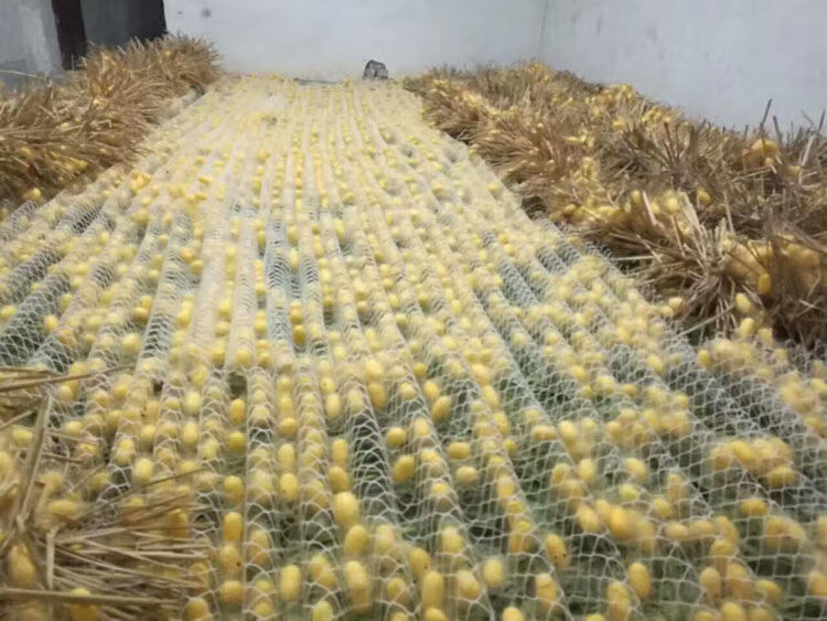 麦桑荷蚕宝宝结茧网蚕上山蚕吐丝结茧用网结茧上