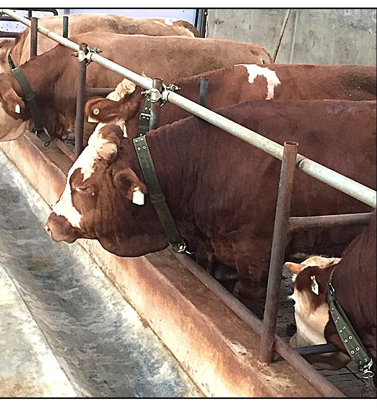 立始栓牛脖套扣神器项圈狗犬牛鼻环圈钳养殖羊笼头专用绳子拴牛的龙头