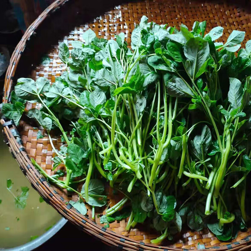 白花菜湖北特产白花菜安陆新鲜下饭菜咸菜腌菜酸菜开胃菜小包装应急