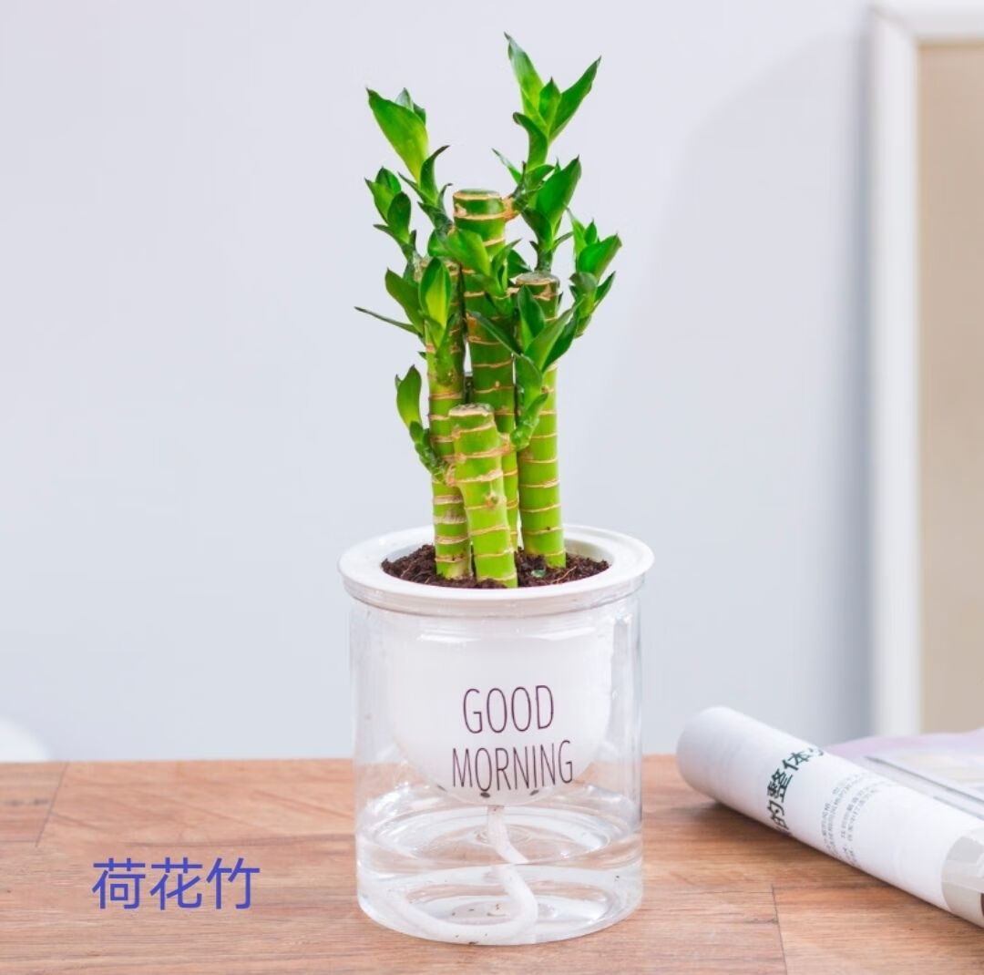 綠植盆栽梔子花長壽花發財樹吊蘭綠蘿植物 【單品】蘆薈 帶盆栽好發貨