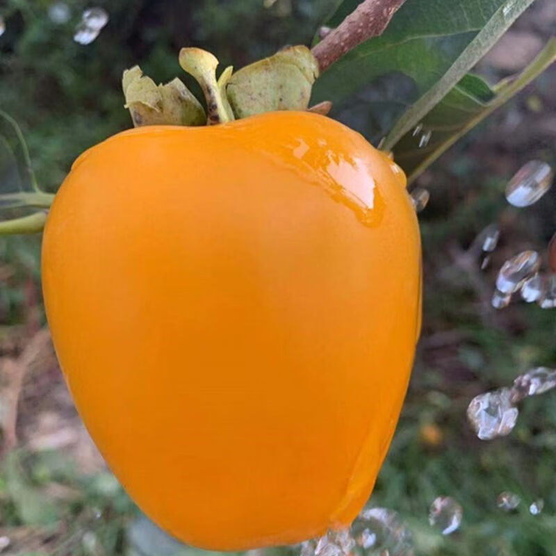 山东牛心柿子脆柿子硬柿子甜柿子新鲜水果脆柿子 5斤精选大果【图片